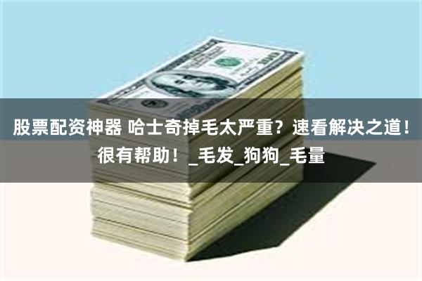 股票配资神器 哈士奇掉毛太严重?速看解决之道!很有帮助!_毛发_狗狗_毛量