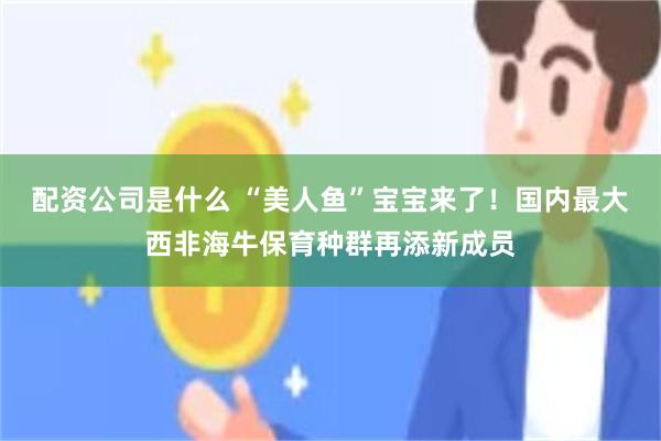 配资公司是什么 “美人鱼”宝宝来了！国内最大西非海牛保育种群再添新成员