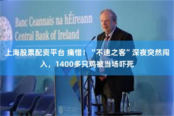 上海股票配资平台 痛惜！“不速之客”深夜突然闯入，1400多只鸡被当场吓死